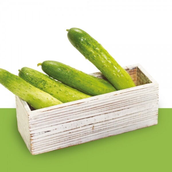 진주드림 쇼핑몰,[단디's 농장] 백다다기오이, 가시오이(5㎏/9㎏)
