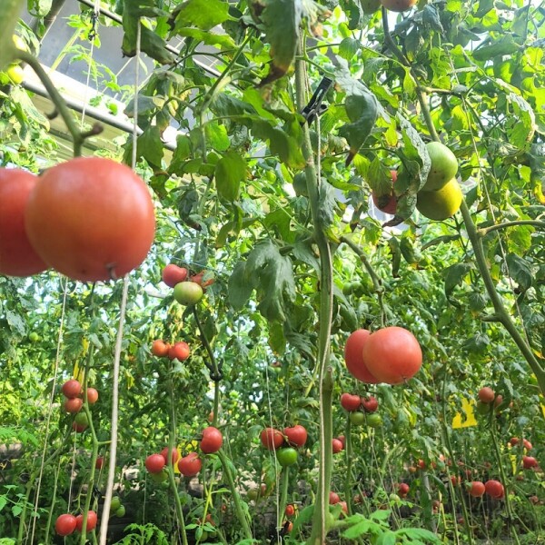 진주드림 쇼핑몰,[순자네농장] 친환경 무농약 토마토 3㎏, 5㎏ (당일수확)