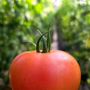 [순자네농장] 친환경 무농약 토마토 3㎏, 5㎏ (당일수확)