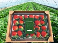 [유니네농장] 설향딸기(800g)