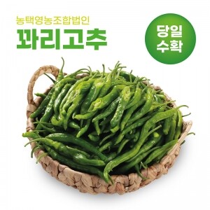 [농택영농조합법인] 꽈리고추(1㎏, 2㎏, 4㎏)