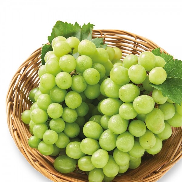 진주드림 쇼핑몰,[농업회사법인 오색] 샤인머스켓(그린) 2kg