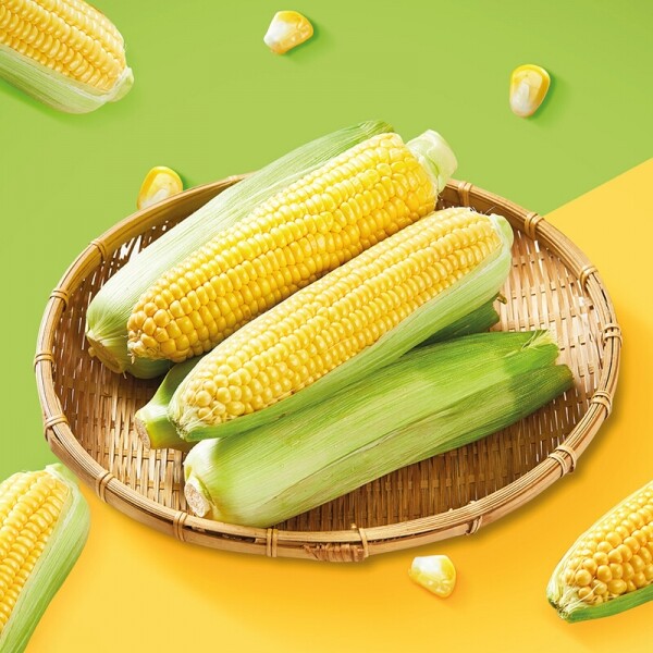 진주드림 쇼핑몰,[햇살조은농장] 초당옥수수