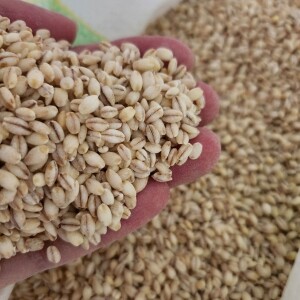 [마카다농수산] 구수한 보리밥, 신품종 보리쌀 백수정찰 2kg, 5kg