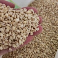 [마카다농수산] 구수한 보리밥, 신품종 보리쌀 백수정찰 2kg, 5kg